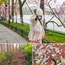 苏堤 - 杭州市旅游 缩略图 5