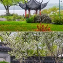 苏堤 - 杭州市旅游 缩略图 4