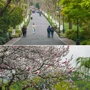苏堤 - 杭州市旅游 缩略图 8