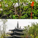 苏堤 - 杭州市旅游 缩略图 9