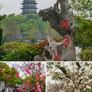 苏堤 - 杭州市旅游 缩略图 4