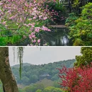 苏堤 - 杭州市旅游 缩略图 9