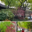 苏堤 - 杭州市旅游 缩略图 7