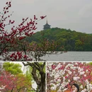 苏堤 - 杭州市旅游 缩略图 4