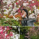 苏堤 - 杭州市旅游 缩略图 1
