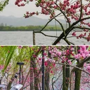 苏堤 - 杭州市旅游 缩略图 2