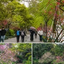苏堤 - 杭州市旅游 缩略图 7