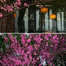 苏堤 - 杭州市旅游 缩略图 8