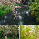 苏堤 - 杭州市旅游 缩略图 6