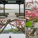 杭州西湖 - 杭州市旅游 缩略图 1