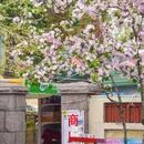 八大关景区 - 青岛市旅游 缩略图 2