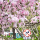 八大关景区 - 青岛市旅游 缩略图 4