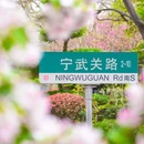 八大关景区 - 青岛市旅游 缩略图 9