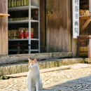 连城县培田古村落 - 龙岩旅游 缩略图 2