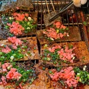 燥·炭火鲜肉烧烤(大兴村店) - 重庆市旅游 缩略图 7