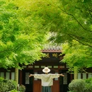 柳浪闻莺 - 杭州市旅游 缩略图 1