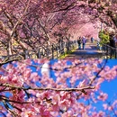 静冈县 - 日本旅游 缩略图 5