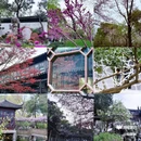 寒山寺 - 苏州旅游 缩略图 1
