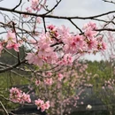 忠心岗 - 江门市旅游 缩略图 5
