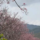 忠心岗 - 江门市旅游 缩略图 9