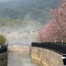 忠心岗 - 江门市旅游 缩略图 6