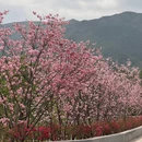 忠心岗 - 江门市旅游 缩略图 8