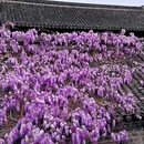 老门东 - 南京旅游 缩略图 8