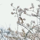 云龟山景区 - 重庆市旅游 缩略图 5