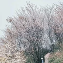 云龟山景区 - 重庆市旅游 缩略图 3
