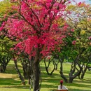 中山公园 - 深圳市旅游 缩略图 1