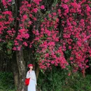 中山公园 - 深圳市旅游 缩略图 3