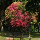中山公园 - 深圳市旅游 缩略图 8