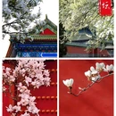 北京天坛东门亚朵酒店 - 北京市旅游 缩略图 4
