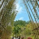 竹艺公园 - 成都市旅游 缩略图 4