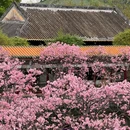 宝墨园景区 - 广州旅游 缩略图 3