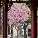 宝墨园景区 - 广州旅游 缩略图 1
