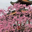 宝墨园景区 - 广州旅游 缩略图 8