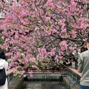 宝墨园景区 - 广州旅游 缩略图 6