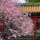 宝墨园景区 - 广州旅游 缩略图 9