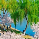 樱花大道 - 南京市旅游 缩略图 5