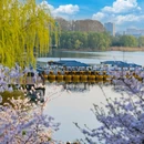 樱花大道 - 南京市旅游 缩略图 4