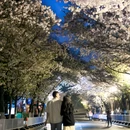 樱花大道 - 南京市旅游 缩略图 1