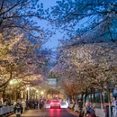 樱花大道 - 南京市旅游 缩略图 2