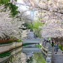 樱花大道 - 南京市旅游 缩略图 3