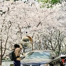 樱花大道 - 南京市旅游 缩略图 7