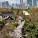 樱花大道 - 南京市旅游 缩略图 6