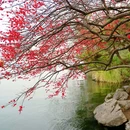 杭州西湖风景名胜区-长桥公园 - 杭州市旅游 缩略图 3