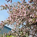 海棠花溪 - 北京市旅游 缩略图 2