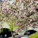 海棠花溪 - 北京市旅游 缩略图 7