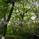 西湖风景名胜区 - 杭州市旅游 缩略图 4